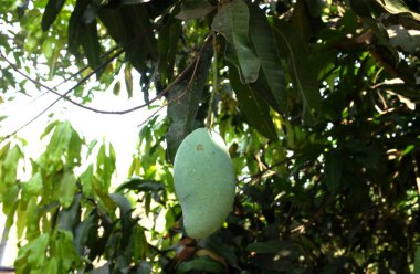 Genç, çiğ mango, mango ağacı (Mangifera indica L.) Tayland, meyve bahçesindeki ağaçta organik.