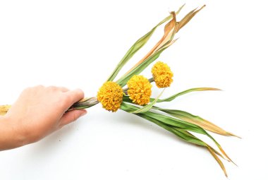 dry or sere Marigold (Tagetes erecta) flowerin the hand of an asian woman isolated on a white backdrop.withered flowers Thai Marigold sere clipart