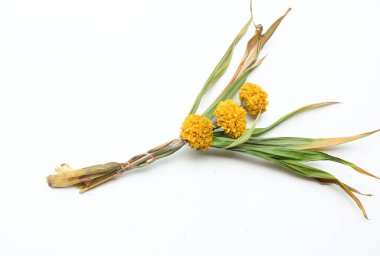 Kuru ya da sert Marigold (Tagetes erekta) beyaz bir arka planda yalıtılmış bir çiçek. Kurumuş Marigold çiçekleri.