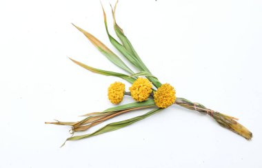 dry or sere Marigold (Tagetes erecta) flower isolated on a white backdrop.withered flowers Thai Marigold sere clipart