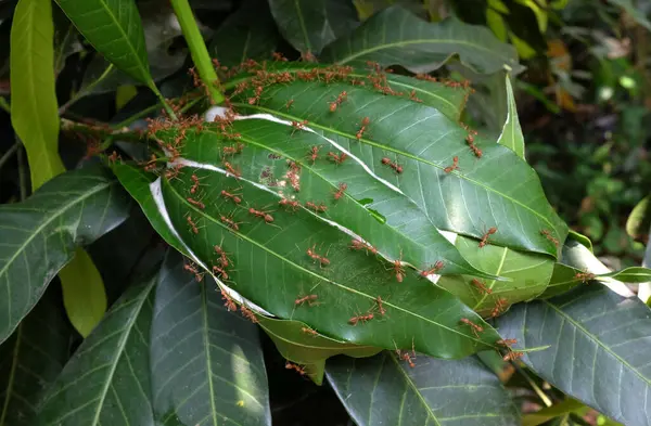 High Top View Red Ants Build Nests Lay Eggs Ultimate — Φωτογραφία Αρχείου