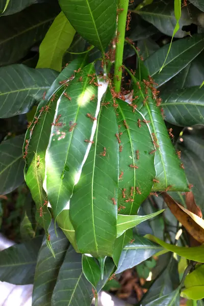 High Top View Red Ants Build Nests Lay Eggs Ultimate — 图库照片