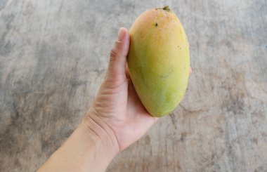 ripe yellow mango golden mango,yellow mango ,golden nam dok mai mango ,barracuda mango ( mangifera indica) king of fruits isolated  in hand woman asian on a wooden table background.tropical fruit 