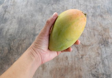 ripe yellow mango golden mango,yellow mango ,golden nam dok mai mango ,barracuda mango ( mangifera indica) king of fruits isolated  in hand woman asian on a wooden table background.tropical fruit 