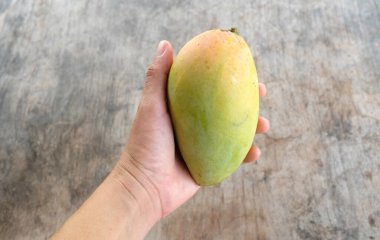 ripe yellow mango golden mango,yellow mango ,golden nam dok mai mango ,barracuda mango ( mangifera indica) king of fruits isolated  in hand woman asian on a wooden table background.tropical fruit 