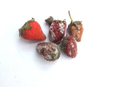 Beyaz kabarık küflerle çürümüş kırmızı çilekler beyaz bir arka planda izole edilir. Tüketim için artık uygun değildir. Uygun olmayan depolama, süresi geçmiş raf ömrü, bozulmuş çilek.