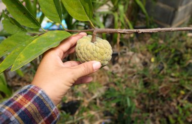 Bahçıvanlar ellerini Tayland 'ın Taze Yeşil Elma, Şeker Elması, Annona Çerimola (Annona Squamosa l.) ağaçlarından taze yeşil krema toplamak için kullanırlar.