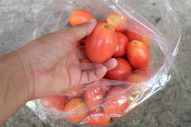 Taze bir organik kırmızı sulu domates olan Tomato 'yu (Solanum lycopersicum) Asyalı bir kadının eline kapat. Bahçe ve tarım, sağlıklı meyve ve sebze kavramı