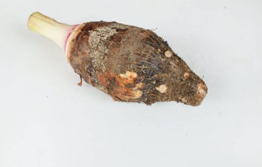 Taze çiğ organik Taro kökü, taro mis kokulu, (colocasia esculenta) büyük bir baş türüdür. Beyaz bir sırt damlası üzerinde izole edilmiş hoş bir koku vardır. Taro kökü yemek pişirmeye ve sağlıklı tatlılar yapmaya hazırdır.
