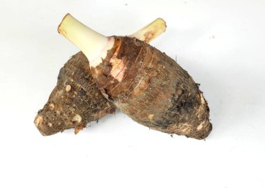 Taze çiğ organik Taro kökü, taro mis kokulu, (colocasia esculenta) büyük bir baş türüdür. Beyaz bir sırt damlası üzerinde izole edilmiş hoş bir koku vardır. Taro kökü yemek pişirmeye ve sağlıklı tatlılar yapmaya hazırdır.