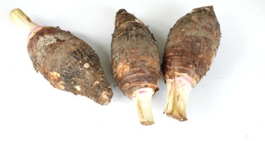 Taze çiğ organik Taro kökü, taro mis kokulu, (colocasia esculenta) büyük bir baş türüdür. Beyaz bir sırt damlası üzerinde izole edilmiş hoş bir koku vardır. Taro kökü yemek pişirmeye ve sağlıklı tatlılar yapmaya hazırdır.