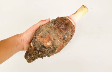 Taze çiğ organik Taro kökü, taro kokulu, (colocasia esculenta) büyük bir baş türüdür. Beyaz bir sırt damlası üzerinde hoş bir kokusu olan Asyalı kadın izolasyonu yemek pişirmeye hazırdır.