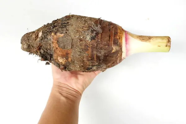 stock image Fresh raw organic Taro root ,taro fragrant ,(colocasia esculenta) is a large head type.with a pleasant smell  in hand woman asian isolate on a white backdrop.taro root ready to cooking food