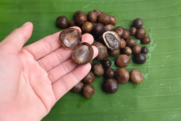 stock image fresh raw organic Astraeus hygrometricus, Barometer earthstar (Astraeus hygrometricus) edible mushroom,Thai naturally occurring mushrooms in hand woman asianon a green banana leaf 