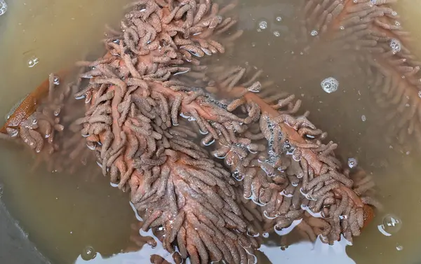 stock image Dirty floor cloth in a basin of water.Prepare to wash and clean.To eliminate germs, bacteria and dirt.Household cleaning and hygiene care concepts