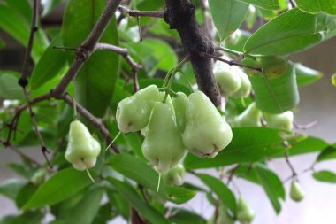 meyve bahçesindeki ağaçta asılı taze yeşil gül elmaları (EUGENIA JAVANICA LAMK)