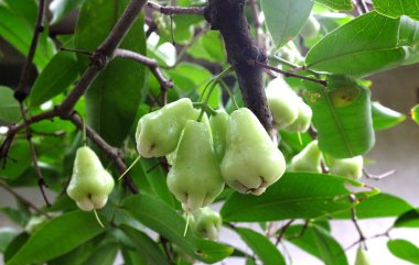 meyve bahçesindeki ağaçta asılı taze yeşil gül elmaları (EUGENIA JAVANICA LAMK)
