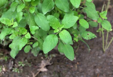 Sebze bahçesi yeşil yapraklar kutsal fesleğen, kutsal fesleğen, kutsal fesleğen, kutsal fesleğen çiçeği, kutsal fesleğen çiçeği, (Ocimum tenuiflorum) Tayland bitkileri pişirmek için bitki, gevşemek için aromatik bitkiler, ilaç
