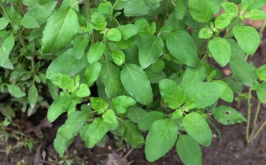 Sebze bahçesi yeşil yapraklar kutsal fesleğen, kutsal fesleğen, kutsal fesleğen, kutsal fesleğen çiçeği, kutsal fesleğen çiçeği, (Ocimum tenuiflorum) Tayland bitkileri pişirmek için bitki, gevşemek için aromatik bitkiler, ilaç