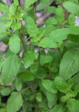 Sebze bahçesi yeşil yapraklar kutsal fesleğen, kutsal fesleğen, kutsal fesleğen, kutsal fesleğen çiçeği, kutsal fesleğen çiçeği, (Ocimum tenuiflorum) Tayland bitkileri pişirmek için bitki, gevşemek için aromatik bitkiler, ilaç