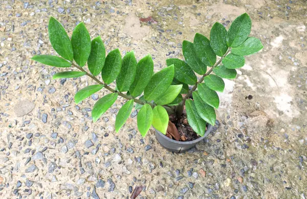 Taze genç Zanzibar Mücevheri, Z bitkisi, Zamioculcas zamiifolia (Lodd) bitkisinin kapağını kapatın. ) Oturma odasında, yatak odasında, iç mekan için çimento kapları üzerinde siyah kapta yeşil parlak yapraklar.