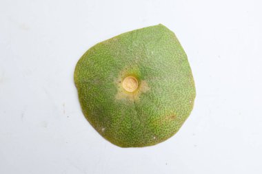 Taze greyfurt kabuğunun yatay fotoğrafı (Citrus maxima (Burm) Merr) Beyaz bir arka planda izole edilmiş. Olgun greyfurt lezzeti, olgun narenciye meyvesi.