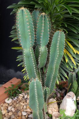 Cereus altıgen (L), kaktüs külüstür parodi 'albispina' Tayland 'ın güzel doğasında..