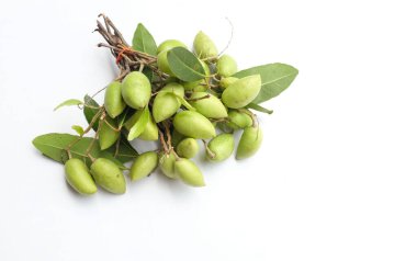 Bir demet taze taze Elaeocarpus hygrophilus meyvesi ikiye bölünmüş ve tamamen yeşil yaprak beyaz arka planda izole edilmiş. Sağlıklı meyvelerin astringen, tatlı ve ekşi bir tadı vardır..