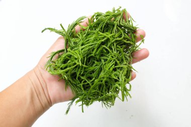 Gıdaklayan yeşil yaprak ya da Acacia yaprakları, Cha-om acacacia pennata (l.) willd. Beyaz bir arka planda insan eli değmiş. Tayland yemeği pişirmek için hammadde, iyi faydalar ve yüksek vitaminler. 