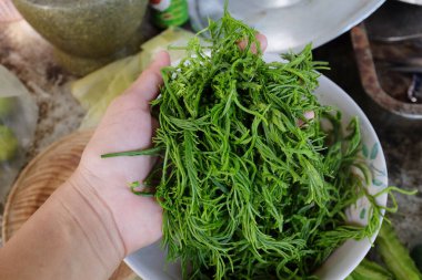 Gıdaklayan yeşil yaprak ya da Acacia yaprakları, Cha-om acacacia pennata (l.) willd. Beyaz bir arka planda insan eli değmiş. Tayland yemeği pişirmek için hammadde, iyi faydalar ve yüksek vitaminler. 