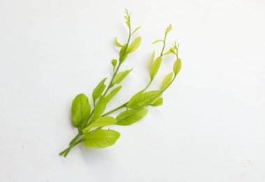 Taze taze çiğ bir melientha suavis pierre sebzeleri beyaz arka planda yalıtılmış halde bırakır. (Thai 'ye Pak Wan Ağacı denir) Kavram, Tayland' da yerel yiyecek bileşeni