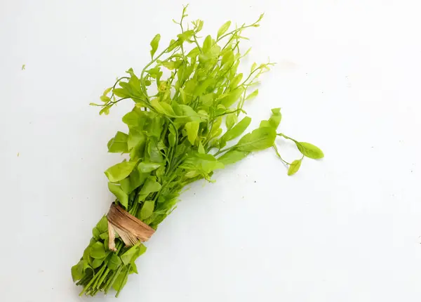 stock image fresh young green raw a melientha suavis pierre leaves vegetable isolated on white backdrop. (thai call pak wan tree)Concept, local northern food ingredient in Thailand