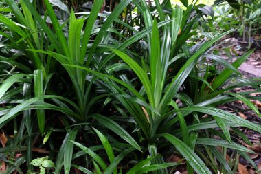 Pandan yapraklarını (mis kokulu pandanus) kaplamak, Pandanaceae familyasından özel kokulu bir yaprağa sahip bir bitki türüdür. Tür Pandanus amiaryllifolius bir tropikal 