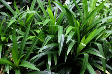 Pandan yapraklarını (mis kokulu pandanus) kaplamak, Pandanaceae familyasından özel kokulu bir yaprağa sahip bir bitki türüdür. Tür Pandanus amiaryllifolius bir tropikal 