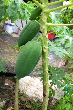 Arka bahçedeki ağaçta taze organik yeşil papaya. Ağaçta meyveli taze papaya. Tarım ve sebze ve meyve toplama kavramları.