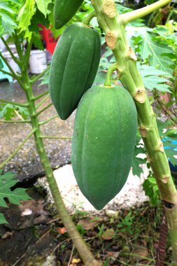 Arka bahçedeki ağaçta taze organik yeşil papaya. Ağaçta meyveli taze papaya. Tarım ve sebze ve meyve toplama kavramları.