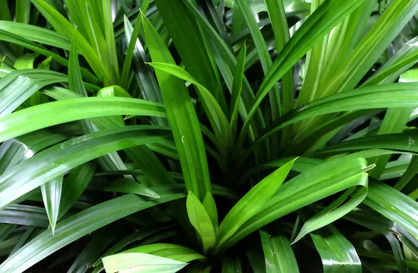 stock image close up a pandan leaves ( Fragrant pandanus) which is a type of monocotyledonous plant from the Pandanaceae family that has a distinctive fragrant leaf. Species Pandanus amaryllifolius is a tropical 