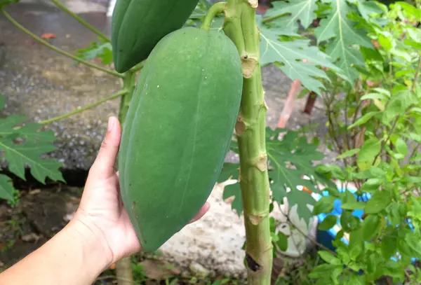 Arka bahçedeki ağaçta taze organik yeşil papaya. Ağaçta meyveli taze papaya. Tarım ve sebze ve meyve toplama kavramları.