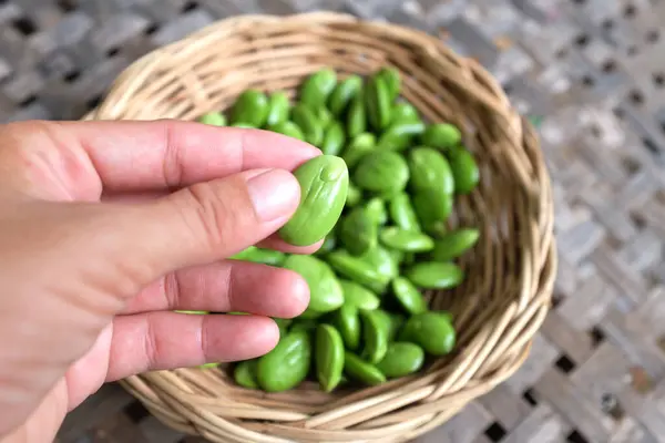 stock image bitter bean, twisted cluster bean, stink bean, sato, petai or pakria,(parkia speciosa) prepare for cooking in the hand of an asian woman isolate on a woven bamboo backdrop .