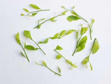 Taze taze çiğ bir melientha suavis pierre sebzeleri beyaz arka planda yalıtılmış halde bırakır. (Thai 'ye Pak Wan Ağacı denir) Kavram, Tayland' da yerel yiyecek bileşeni