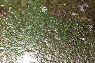 Üst ve düz çimento zemin üzerinde yeşil yosun, yeşil yosun ve metin için yağmur lekeleri, yaratıcı, arka plan ve iç tasarım. Doğanın desenli pankart. 