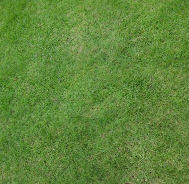 Üst ve düz yeşil çimen arka plan, spor sahası golf sahası için çimen, futbol, yeşil fon yapmak için kullanılan bahçe parlak çimen konsepti arka plan