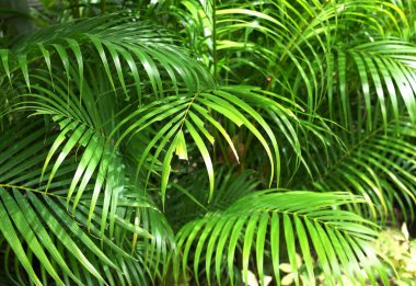 Taze yeşil ham tropikal bitki örtüsü, palmiye yaprakları arkaplan, taze yaprak deseni, doğal yaprak deseni, desenli ve arkaplan, yeşil yaprak desenli arka fon. Doğal desenli duvar kağıdı.