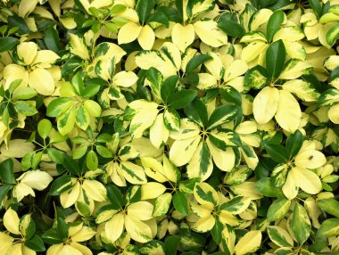 Yakın plan ve üst görünüm taze yeşil Emerald Gaiety (Euonymus fortune) yaprakları, taze yaprak deseni, doğal desenli ve arkaplan, yeşil yaprak dokusu arka fon. 