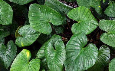  Tropikal yağmur ormanları bitkileri çalılar filodendronlar tropik bitkiler arkaplan yaprakları, taze yaprak deseni, doğal yaprak dokusu ve fon örtüsü, yeşil yaprak dokusu arka fon. Doğal yeşillik. 