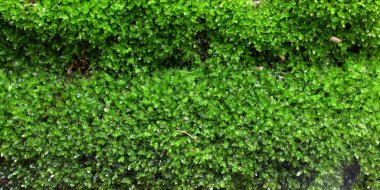 Üst ve düz yeşil bir yosun uzanır nemli taşa yapışır, kayanın üzerinde büyüyen yeşil yosunlar