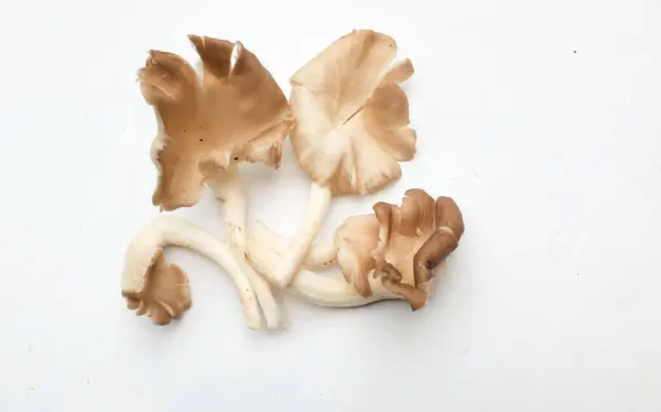 stock image group of a  oyster mushroom , phoenix oyster ,Indian mushroom,(Pleurotus sajor-caju) isolate on a white backdrop. nutritious ingredient for vegetarian and healthy lifestyle people.