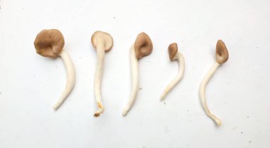 Bir grup istiridye mantarı, Phoenix istiridyesi, Hint mantarı (Pleurotus sajor-caju) beyaz bir arkaplanda izole edilir. Vejetaryen ve sağlıklı yaşam tarzı insanlar için besleyici bir malzeme..