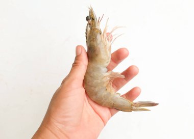 Karides, karides, dev tatlı su karidesi, dev nehir karidesi (makrobrachium rosenbergii) için el ile seçilen kadın. Deniz ürünleri pişirmek için taze ve büyük olan karidesi seçin. 