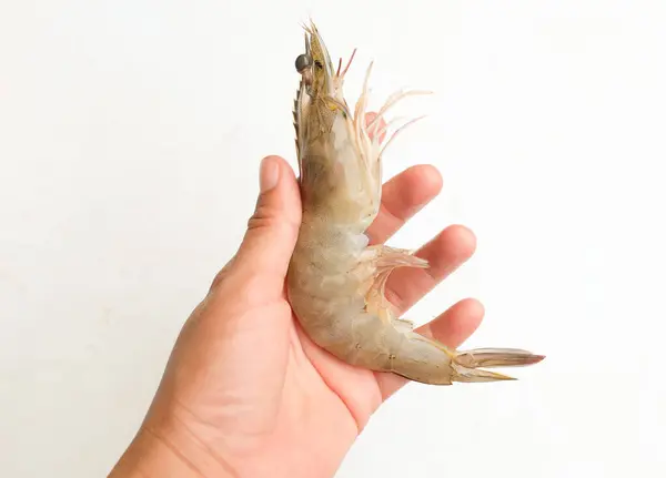 Karides, karides, dev tatlı su karidesi, dev nehir karidesi (makrobrachium rosenbergii) için el ile seçilen kadın. Deniz ürünleri pişirmek için taze ve büyük olan karidesi seçin. 